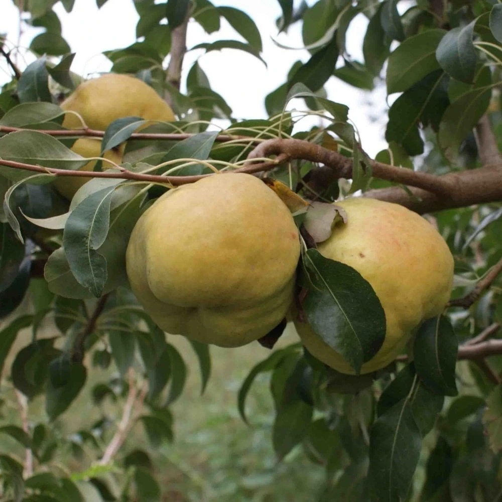Deveci Armut