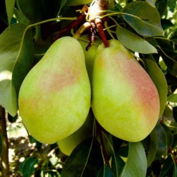 Limon Armut