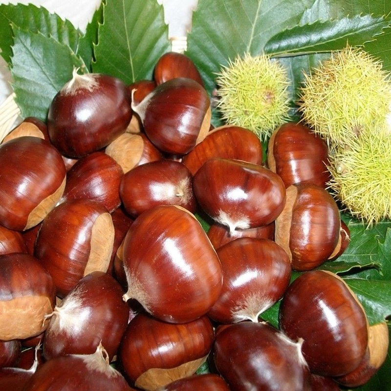 Kara Kemer Kestane